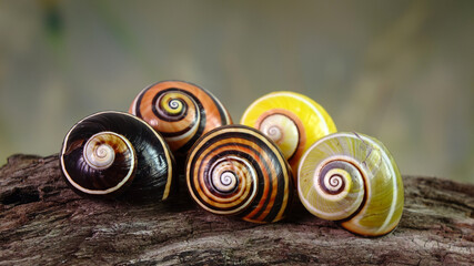 Wall Mural - Cuban snail (Polymita picta) one of world most beautiful land snails from Cuba , its known as 