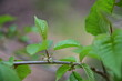 Grünes Blatt eines Baumes Blüte Keimling auf dem Walderlebnispfad Grabengrund (Schlüsselfeld)