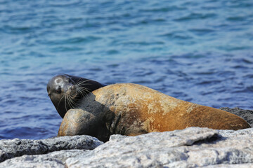 Canvas Print - Galapagos sea lions playing on a rocky shore of South Plaza Island, Galapagos National Park, Ecuador.