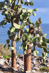 Wall Mural - Large Prickly pear cacti on Santa Fe Island, Galapagos National Park, Ecuador.