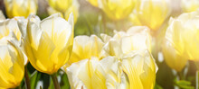 Close-up Photo Of Yellow Tulip Flowers Under Sun Light In The Garden