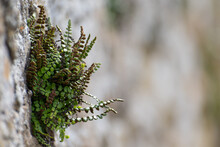 Asplenium Trichomanes, Maidenhair Spleenwort Growing On A Stone Wall
