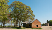 Beautiful Spring English Beech Trees (Fagus Sylvatica) Set Against A Clear Blue Sky In An Army Mock Village