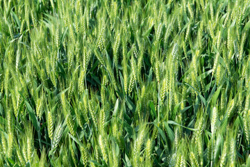 Wall Mural -  green wheat ear growing in agricultural field. Green unripe cereals. 