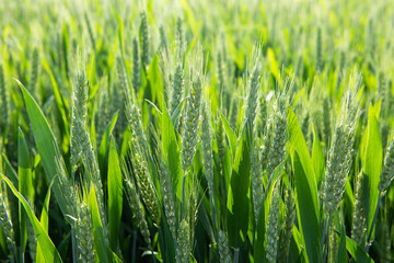 Wall Mural -  green wheat ear growing in agricultural field. Green unripe cereals. 