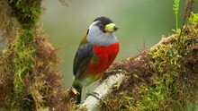 Toucan Barbet - Semnornis Ramphastinus Bird Native To Ecuador And Colombia Semn