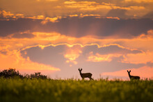Wild Roe Deer (capreolus Capreolus) During Amazing Sunrise In Wild Nature, In Rut Time, Silhouette Picture, Wildlife Photography Of Animals In Natural Environment, Protect Animals, Hunting, Hunters