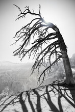 Lonely Tree On Edge Of Bryce Canyon In BW - Utah, USA