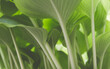 Zielone liście i łodygi, naturalne tło.