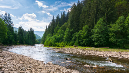 Wall Mural - summer landscape with mountain river. nature scenery with forest on the grassy shore with pebbles. water flow winding through valley. sunny weather with clouds on the bright blue sky