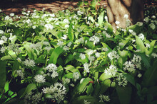 The Dainty White Flowers Of Wild Garlic In Bloom.