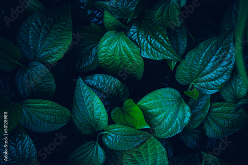 Papier Peint - Full Frame of Green Leaves Pattern Background, Nature Lush Foliage Leaf Texture, tropical leaf