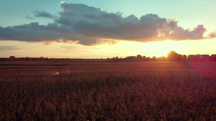 Canvas Print - Drone aerial view on field of corn with setting sun on the background. Evening nature