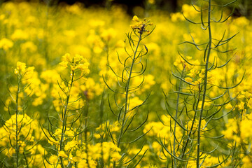 Rapeseed fields in bloom during spring in Girona in Catalonia