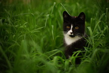 Young Black White Cat Sits In Tall Green Grass In A Spring Garden
