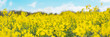 Flowering rapeseed with cloudy blue sky during springtime. Blooming canola fields, rape on the field in summer. Bright yellow rapeseed flowers