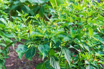 Naklejka na meble Thai pepper on the tree