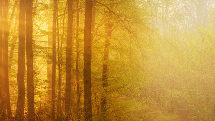 Wall Mural - Panoramic Background of Foggy Forest in the golden light of the morning sun