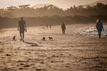 People And Dogs Walking On Beach In Sunset 