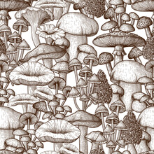 Vector Seamless Pattern Mushrooms In Engraving Style. Linear Graphic Fly Agaric, Chanterelles, Porcini Mushrooms, Honey Agarics, Moreli, Mycena, Russula, Boletus