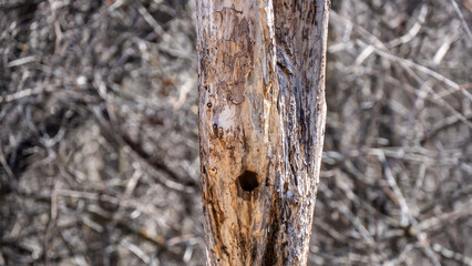Close-up of a woodpecker hole in the side of an old dead tree on a warm sunny april afternoon with blurred bare trees in the background.