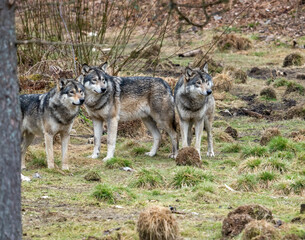  The wolf, Canis lupus, also known as the gray wolf or grey wolf