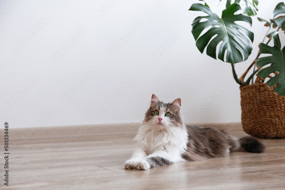 Portrait of a siberian cat with green eyes lying on the floor at home. Fluffy purebred straight-eared long hair kitty. Copy space, close up, background. Adorable domestic pet concept.