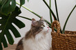 Siberian cat with green eyes sitting by the monstera palm in a wicker basket. Fluffy purebred straight-eared long hair kitty. Copy space, close up, background. Adorable domestic pet concept.