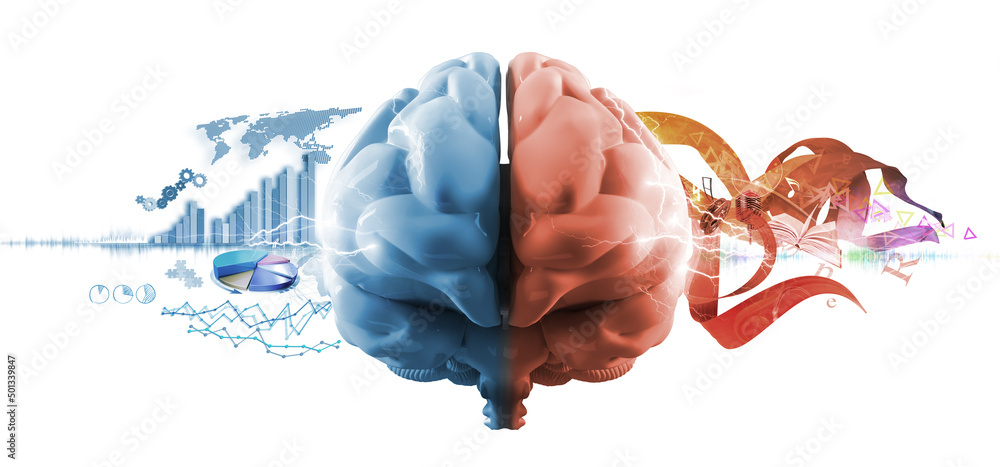 left and right brain functions Stock Illustration | Adobe Stock
