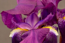 Bearded Iris Flower Abstract 02
