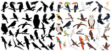 Set Of Bird Silhouette, On White Background, Isolated, Vector