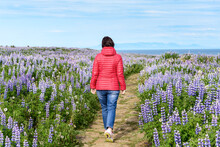 Woman Walking Along A Narrow Path Through A Clifftop Flowery Meadow In Iceland On A Partly Cloudy Summer Day