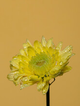 Blooming Chrysanthemum Covered With Waterdrops