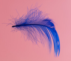 Wall Mural - Blue feather isolated on a pink background.