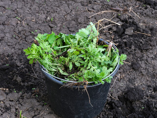 A black bucket full of weeds