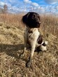 pointer dog, hunting dog, pies polujący, myśliwski na polu podczas treningu.
