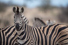 A Beautiful Zebra With A Blurred Background 2