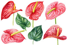 Tropical Flowers And Leaves Isolated White Background, Watercolor Hand Drawing Anthurium Flower, Botanical Illustration