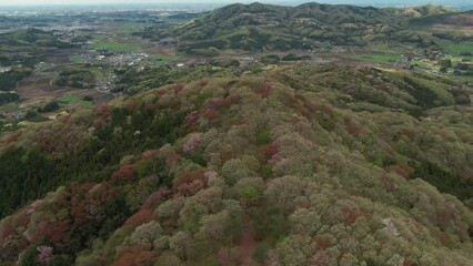 Wall Mural - コントラストが鮮やかな山桜の空撮