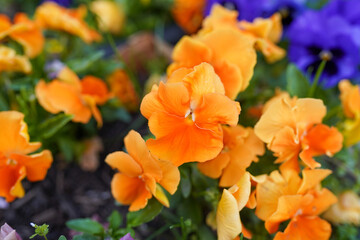 Wall Mural - Close up garden yellow and blue viola spring flower on a green bokeh background, selective focus