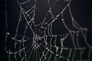 spider web in the morning