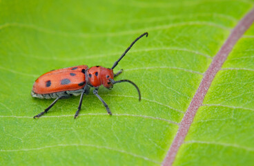 Wall Mural - Close-up of a red milkweed beetle sitting on the leaf of a milkweed plant that is growing in a field with a blurred background.