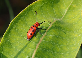 Wall Mural - Close-up of a red milkweed beetle sitting on the leaf of a milkweed plant that is growing in a field with a blurred background.