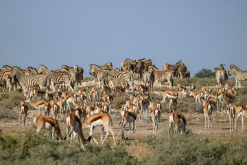 abundance of springbok and zebra at a waterhole in etosha national park, namibia
