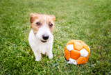 Fototapeta Zwierzęta - Cute playful smiling small pet dog puppy sitting in the grass with a toy ball