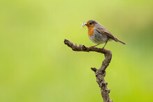 Side View Of European Robin, Erithacus Rubecula, Sitting On A Branch In Forest And Holding Insect In Beak. Little Bird With Orange Belly And Brown And Gray Feathers In Summertime Nature.