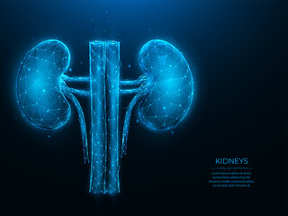 Wall Mural - Polygonal vector illustration of human kidneys on a dark blue background. Internal organ low poly design. Nephrology or urology medical banner, template or background.