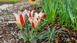 Low-growing variety of tulip with wide striped leaves and red-yellow flower - Kaufman tulip