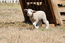 A Happy Little Lamb Frolicking In Summertime 