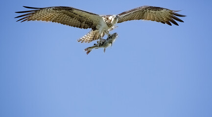 Sticker - Closeup of an osprey holding a fish with its claws flying high in a blue cloudless sky